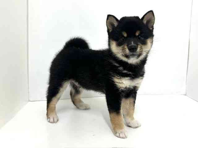 大阪府の柴犬(標準サイズ) (ひごペットフレンドリーベルファⅡ都島店/2025年9月20日生まれ/男の子/黒)の子犬の2枚目の画像