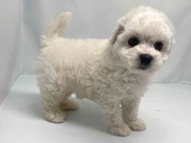 京都府のハーフ犬・ミックス犬 (ひごペットフレンドリー洛北阪急スクエア店/2025年9月21日生まれ/女の子/ホワイト)の子犬の2枚目の画像