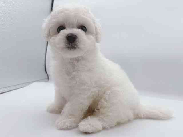 大阪府のハーフ犬・ミックス犬 (ひごペットフレンドリーイオンそよら海老江店/2025年9月21日生まれ/女の子/ホワイト)の子犬の2枚目の画像