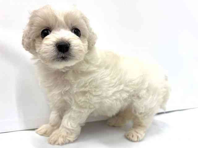 大阪府のハーフ犬・ミックス犬 (ひごペットフレンドリーイオンタウン茨木太田店/2025年9月21日生まれ/女の子/ホワイト)の子犬の2枚目の画像