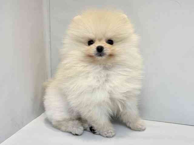 大阪府のポメラニアン (ひごペットフレンドリーセブンパーク天美店/2025年9月17日生まれ/男の子/ホワイト)の子犬の2枚目の画像