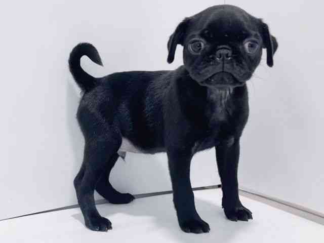 大阪府のパグ (ひごペットフレンドリーイズミヤショッピングセンター千里丘店/2025年9月22日生まれ/男の子/ブラック)の子犬の2枚目の画像