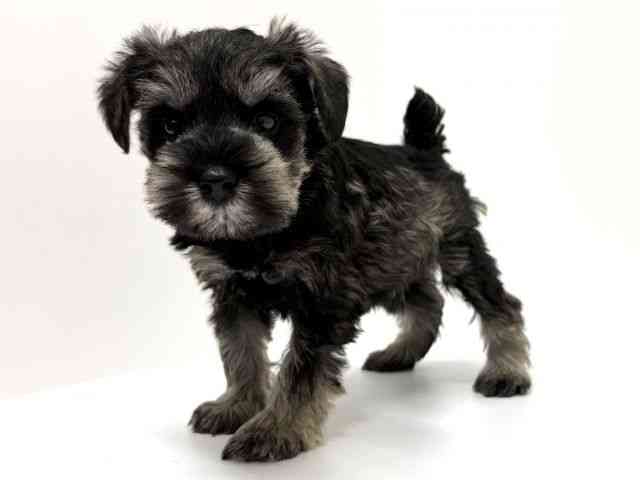 大阪府のミニチュアシュナウザー (ひごペットフレンドリーくずはモール店/2025年9月23日生まれ/男の子/ソルトペッパー)の子犬の2枚目の画像