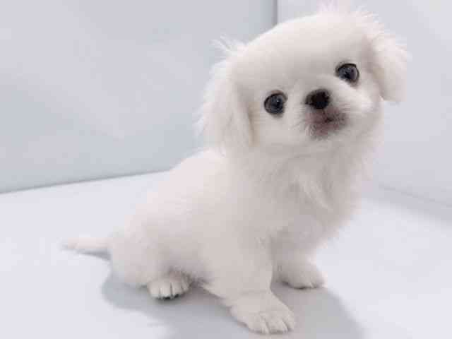大阪府のペキニーズ (ひごペットフレンドリーイズミヤショッピングセンター千里丘店/2025年9月22日生まれ/男の子/ホワイト)の子犬の2枚目の画像
