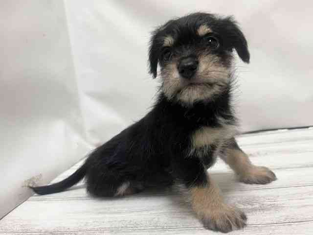 和歌山県のハーフ犬・ミックス犬 (ひごペットフレンドリーパームシティ和歌山店/2025年9月21日生まれ/男の子/ブラックシルバー)の子犬の2枚目の画像