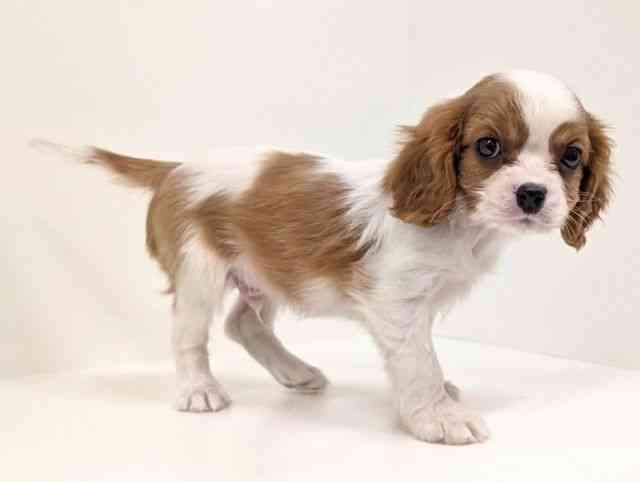 福岡県のキャバリアキングチャールズスパニエル (ひごペットフレンドリーリバーウォーク北九州店/2025年9月16日生まれ/男の子/ブレンハイム)の子犬の2枚目の画像