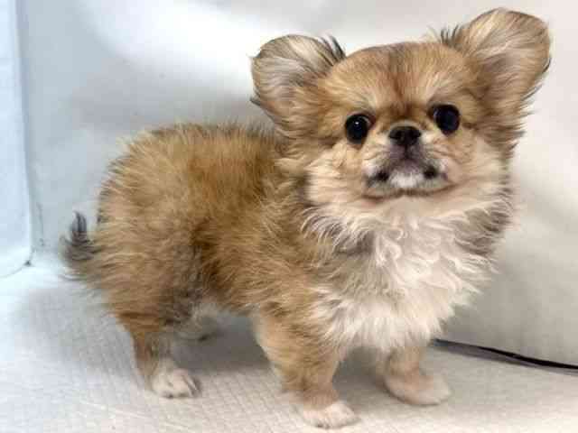 大阪府のチワペキ/ペキチー/ペキチワ(チワワ×ペキニーズ) (ひごペットフレンドリー堺プラットプラット店/2025年9月22日生まれ/女の子/フォーンホワイト)の子犬の2枚目の画像