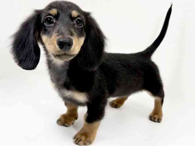 京都府のミニチュアダックスフンド(ロング) (ひごペットフレンドリーイズミヤショッピングセンター八幡店/2025年9月21日生まれ/女の子/ブラックタン)の子犬の2枚目の画像