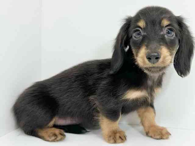 京都府のミニチュアダックスフンド(ロング) (ひごペットフレンドリーイズミヤショッピングセンター八幡店/2025年9月21日生まれ/女の子/ブラックタン)の子犬の2枚目の画像