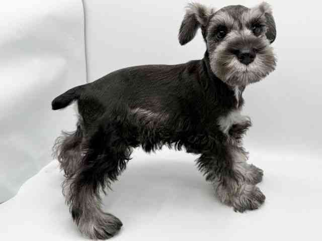 大阪府のミニチュアシュナウザー (ひごペットフレンドリーみのおキューズモール店/2025年9月22日生まれ/女の子/ソルトペッパー)の子犬の2枚目の画像