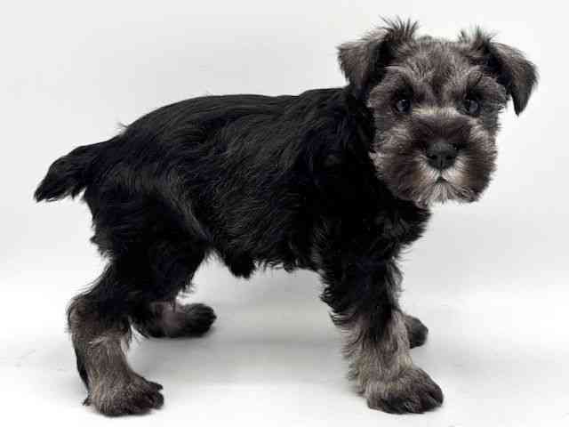 大阪府のミニチュアシュナウザー (ひごペットフレンドリーみのおキューズモール店/2025年9月22日生まれ/女の子/ソルトペッパー)の子犬の2枚目の画像