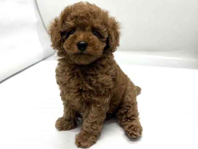 京都府のトイプードル(トイ) (ひごペットフレンドリー京都店/2025年9月23日生まれ/女の子/レッド)の子犬の2枚目の画像