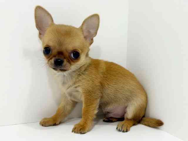 広島県のチワワ(スムース) (ひごペットフレンドリーフジグラン神辺店/2025年9月20日生まれ/男の子/レッド)の子犬の2枚目の画像