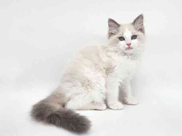 大阪府のラグドール (ひごペットフレンドリー泉ヶ丘店/2025年9月23日生まれ/女の子/ブルーポイントバイカラー)の子猫の2枚目の画像