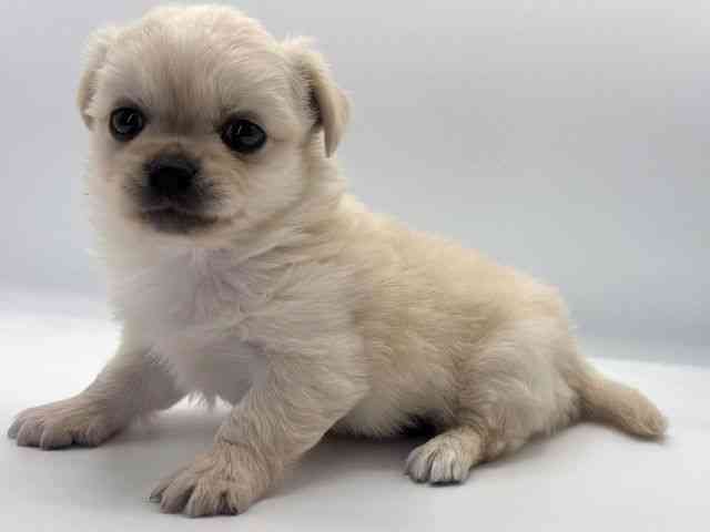 愛知県のチワペキ/ペキチー/ペキチワ(チワワ×ペキニーズ) (ひごペットフレンドリープライムツリー赤池店/2025年9月22日生まれ/男の子/クリーム)の子犬の2枚目の画像