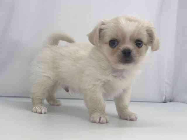 兵庫県のチワペキ/ペキチー/ペキチワ(チワワ×ペキニーズ) (ひごペットフレンドリーイオンタウン加古川店/2025年9月22日生まれ/男の子/クリーム)の子犬の2枚目の画像
