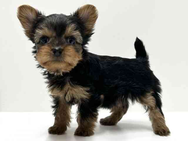 愛知県のヨークシャーテリア (ひごペットフレンドリーららぽーと名古屋みなとアクルス店/2025年9月22日生まれ/女の子/スチールブルータン)の子犬の2枚目の画像