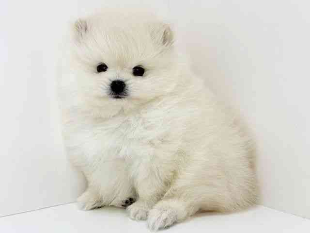 大阪府のポメラニアン (ひごペットフレンドリーいこらもーる泉佐野店/2025年9月23日生まれ/男の子/ホワイト)の子犬の2枚目の画像