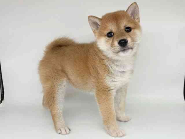 広島県の柴犬(標準サイズ) (ひごペットフレンドリーフジグラン神辺店/2025年9月23日生まれ/女の子/赤)の子犬の2枚目の画像