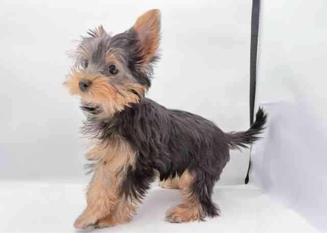 島根県のヨークシャーテリア (ひごペットフレンドリーイオン松江ショッピングセンター店/2025年9月21日生まれ/女の子/スチールブルータン)の子犬の2枚目の画像