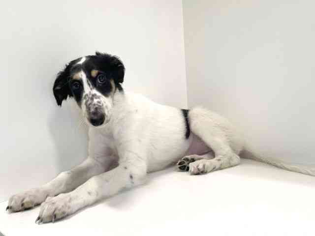 徳島県のボルゾイ (ひごペットフレンドリーゆめタウン徳島店/2025年9月22日生まれ/女の子/ホワイトブラックタン)の子犬の2枚目の画像