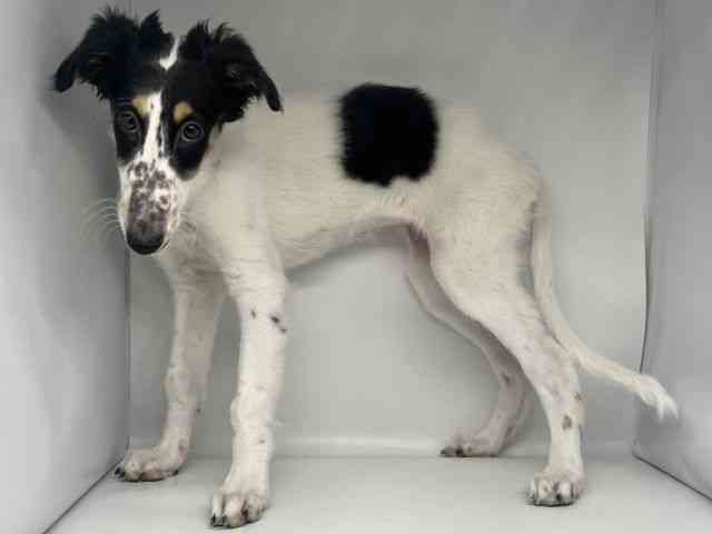 徳島県のボルゾイ (ひごペットフレンドリーゆめタウン徳島店/2025年9月22日生まれ/女の子/ホワイトブラックタン)の子犬の2枚目の画像