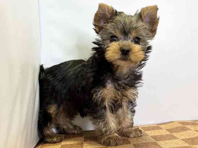 愛媛県のヨークシャーテリア (ひごペットフレンドリーエミフルMASAKI店/2025年9月22日生まれ/女の子/スチールブルータン)の子犬の2枚目の画像
