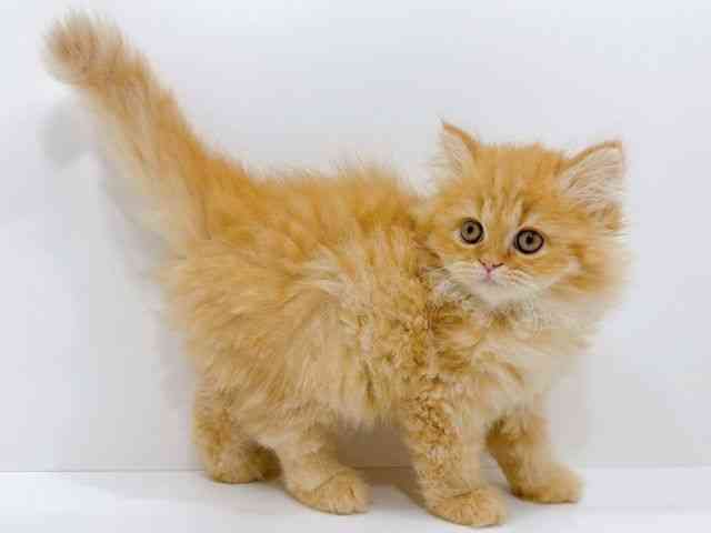 広島県のエキゾチック (ひごペットフレンドリーフジグラン神辺店/2025年9月22日生まれ/女の子/レッドスポッテッドタビー)の子猫の2枚目の画像