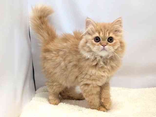 広島県のエキゾチック (ひごペットフレンドリーゆめタウン廿日市店/2025年9月22日生まれ/女の子/レッドスポッテッドタビー)の子猫の2枚目の画像