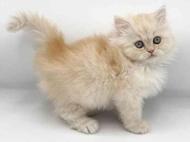 大阪府のエキゾチック (ひごペットフレンドリーららぽーとEXPOCITY店/2025年9月22日生まれ/男の子/クリームマッカレルタビーホワイト)の子猫の2枚目の画像