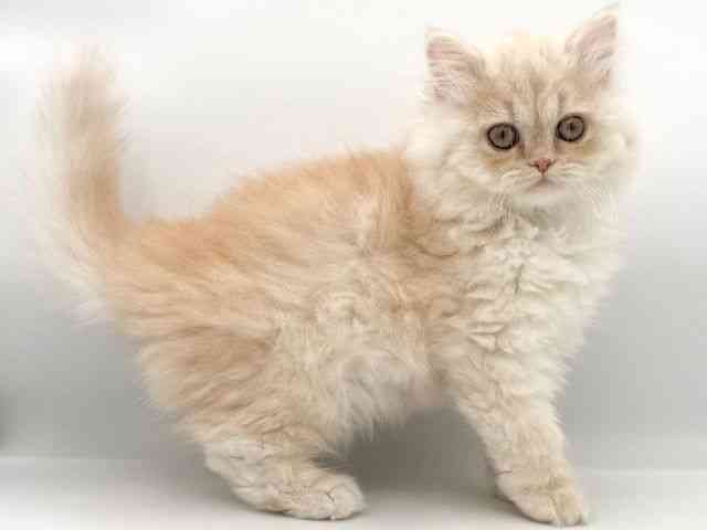 大阪府のエキゾチック (ひごペットフレンドリーイオンそよら海老江店/2025年9月22日生まれ/男の子/クリームマッカレルタビーホワイト)の子猫の2枚目の画像