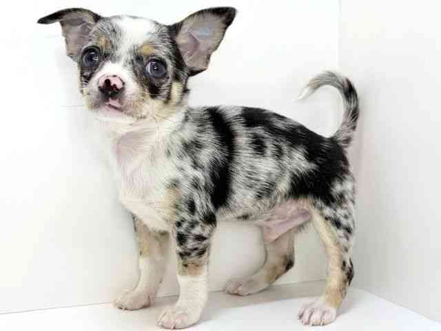 広島県のチワワ(スムース) (ひごペットフレンドリーフジグラン神辺店/2025年9月22日生まれ/男の子/ブルーマールホワイト)の子犬の2枚目の画像