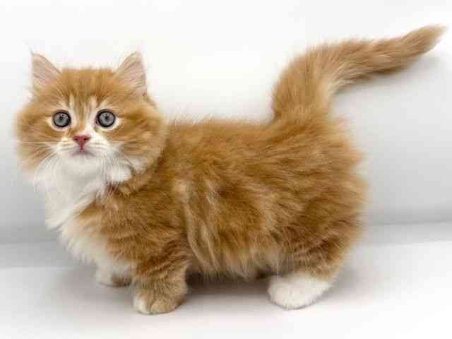 大阪府のミヌエット (ひごペットフレンドリーららぽーとEXPOCITY店/2025年9月23日生まれ/男の子/レッドタビーホワイト)の子猫の2枚目の画像