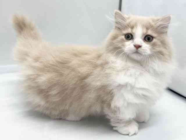 京都府のミヌエット (ひごペットフレンドリー京都店/2025年9月23日生まれ/男の子/クリームタビーホワイト)の子猫の2枚目の画像