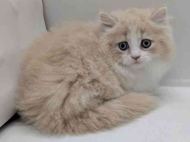 京都府のミヌエット (ひごペットフレンドリー京都店/2025年9月23日生まれ/男の子/クリームタビーホワイト)の子猫の2枚目の画像
