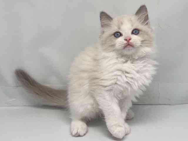 京都府のラグドール (ひごペットフレンドリー洛北阪急スクエア店/2025年9月24日生まれ/女の子/ブルーポイントバイカラー)の子猫の2枚目の画像