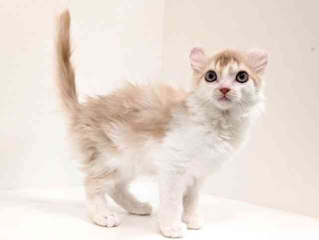 福岡県のアメリカンカール (ひごペットフレンドリーリバーウォーク北九州店/2025年9月12日生まれ/男の子/カメオタビーホワイト)の子猫の2枚目の画像