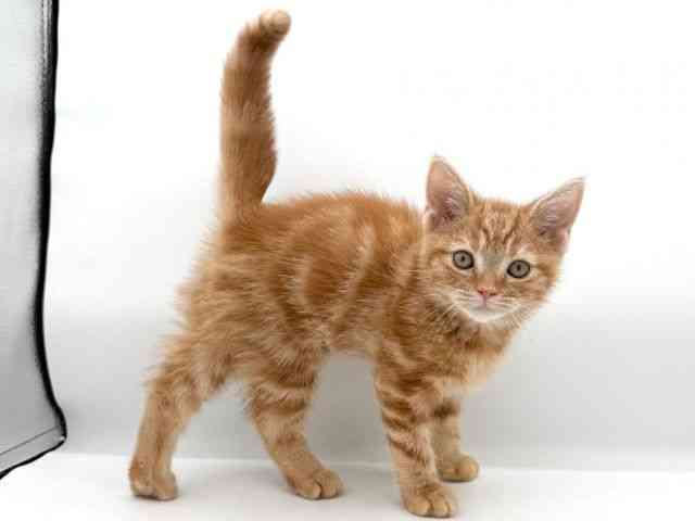 大阪府のアメリカンショートヘアー (ひごペットフレンドリーイオンそよら海老江店/2025年9月24日生まれ/男の子/レッドタビー)の子猫の2枚目の画像