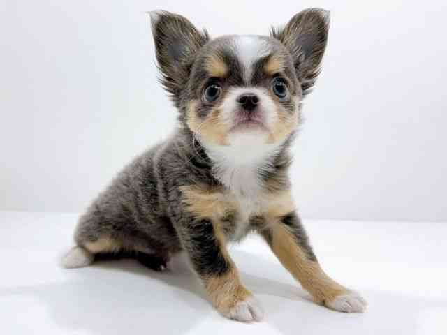 広島県のチワワ(ロング) (ひごペットフレンドリーフジグラン神辺店/2025年9月23日生まれ/男の子/ブルータンホワイト)の子犬の2枚目の画像