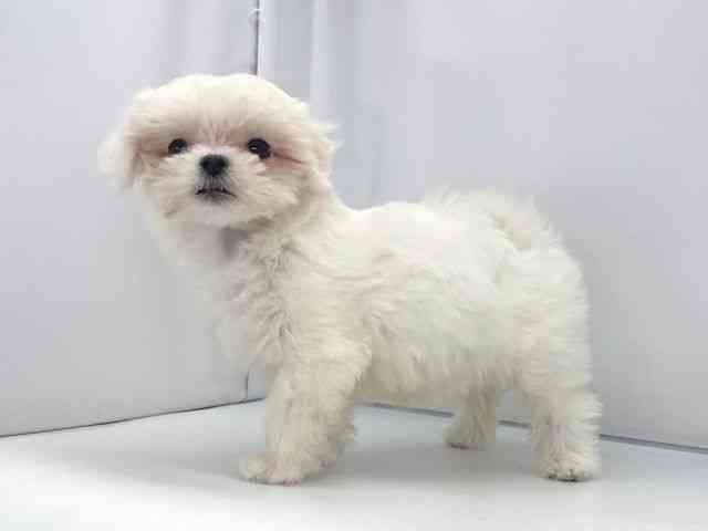 香川県のマルチーズ (ひごペットフレンドリーゆめタウン高松店/2025年9月22日生まれ/女の子/ホワイト)の子犬の2枚目の画像