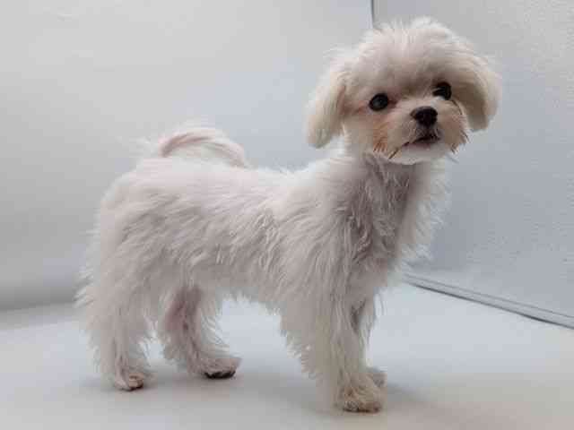 香川県のマルチーズ (ひごペットフレンドリーゆめタウン高松店/2025年9月22日生まれ/女の子/ホワイト)の子犬の2枚目の画像