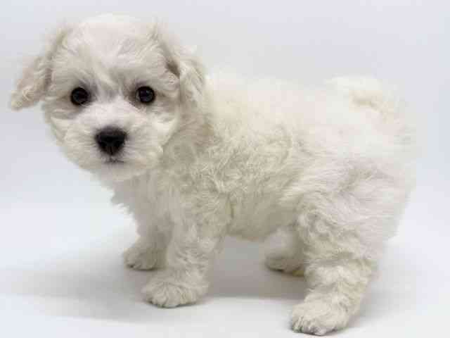 大阪府のビションフリーゼ (ひごペットフレンドリー泉ヶ丘店/2025年9月24日生まれ/男の子/ホワイト)の子犬の2枚目の画像