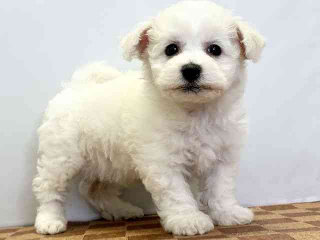 愛媛県のビションフリーゼ (ひごペットフレンドリーエミフルMASAKI店/2025年9月24日生まれ/女の子/ホワイト)の子犬の2枚目の画像