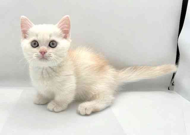 島根県のミヌエット (ひごペットフレンドリーイオン松江ショッピングセンター店/2025年9月24日生まれ/男の子/レッドホワイト)の子猫の2枚目の画像