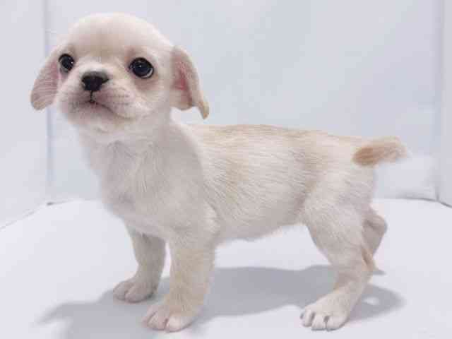 大阪府のハーフ犬・ミックス犬 (ひごペットフレンドリーイズミヤショッピングセンター千里丘店/2025年9月22日生まれ/女の子/クリーム)の子犬の2枚目の画像