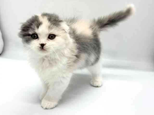 京都府のスコティッシュフォールド (ひごペットフレンドリー京都店/2025年9月24日生まれ/女の子/ブルーパッチドタビ－＆ホワイト)の子猫の2枚目の画像