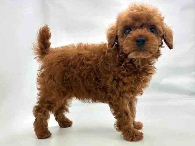 大阪府のトイプードル(トイ) (ひごペットフレンドリー東淀川店/2025年9月24日生まれ/男の子/レッド)の子犬の2枚目の画像