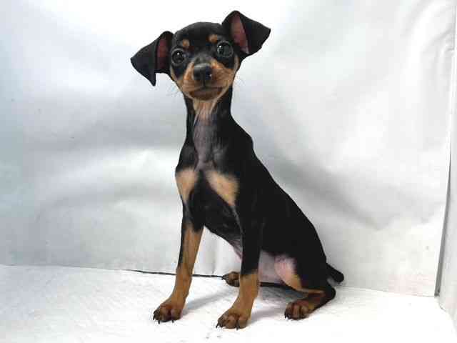 大阪府のミニチュアピンシャー (ひごペットフレンドリー堺プラットプラット店/2025年9月24日生まれ/男の子/ブラックタン)の子犬の2枚目の画像