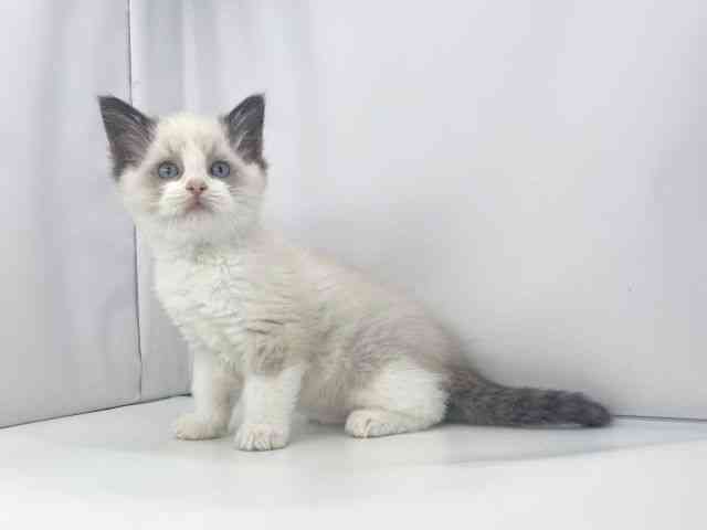 兵庫県のラグドール (ひごペットフレンドリーイオンタウン加古川店/2025年9月23日生まれ/男の子/シールポイントバイカラー)の子猫の2枚目の画像