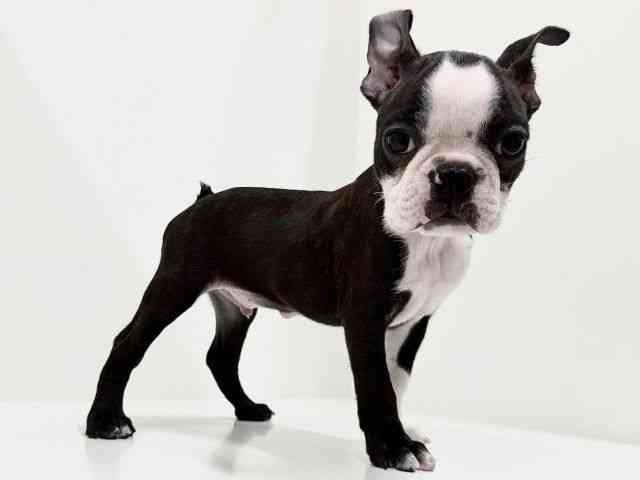 奈良県のボストンテリア (ひごペットフレンドリーイオンモール橿原ウエスト・ビレッジ店/2025年9月23日生まれ/男の子/ボストンカラー)の子犬の2枚目の画像